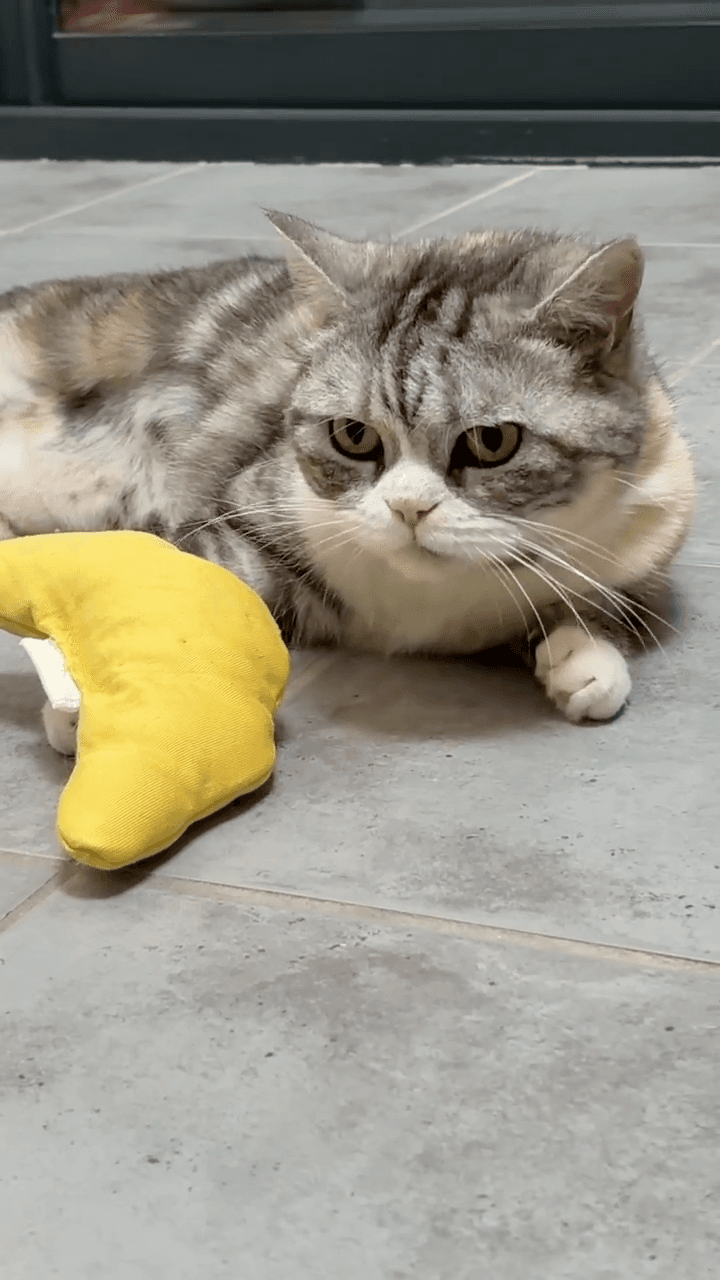 Cat parent with their cat