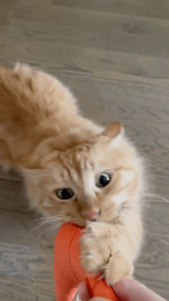 Cat parent with their cat