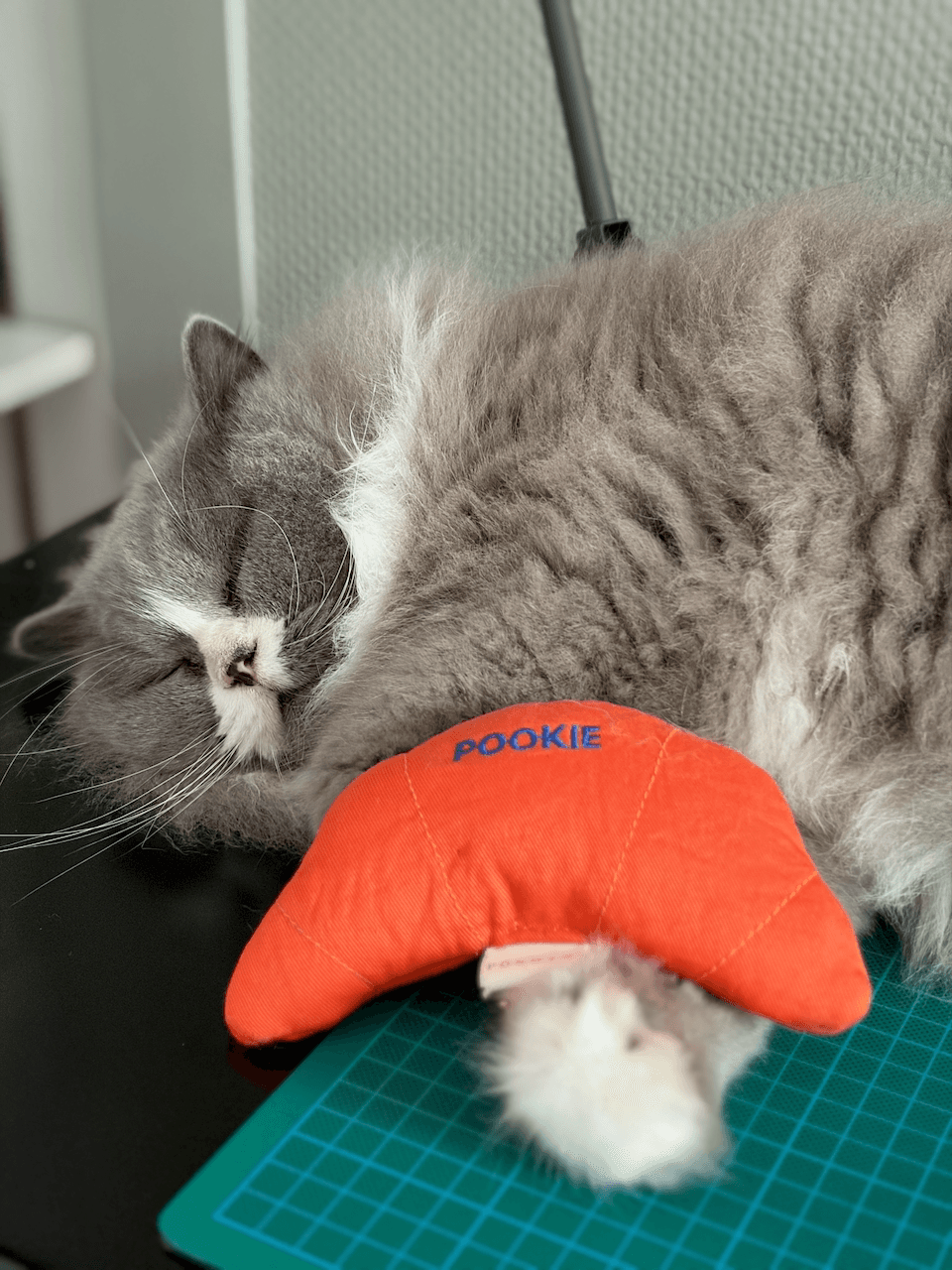 Cat parent with their cat