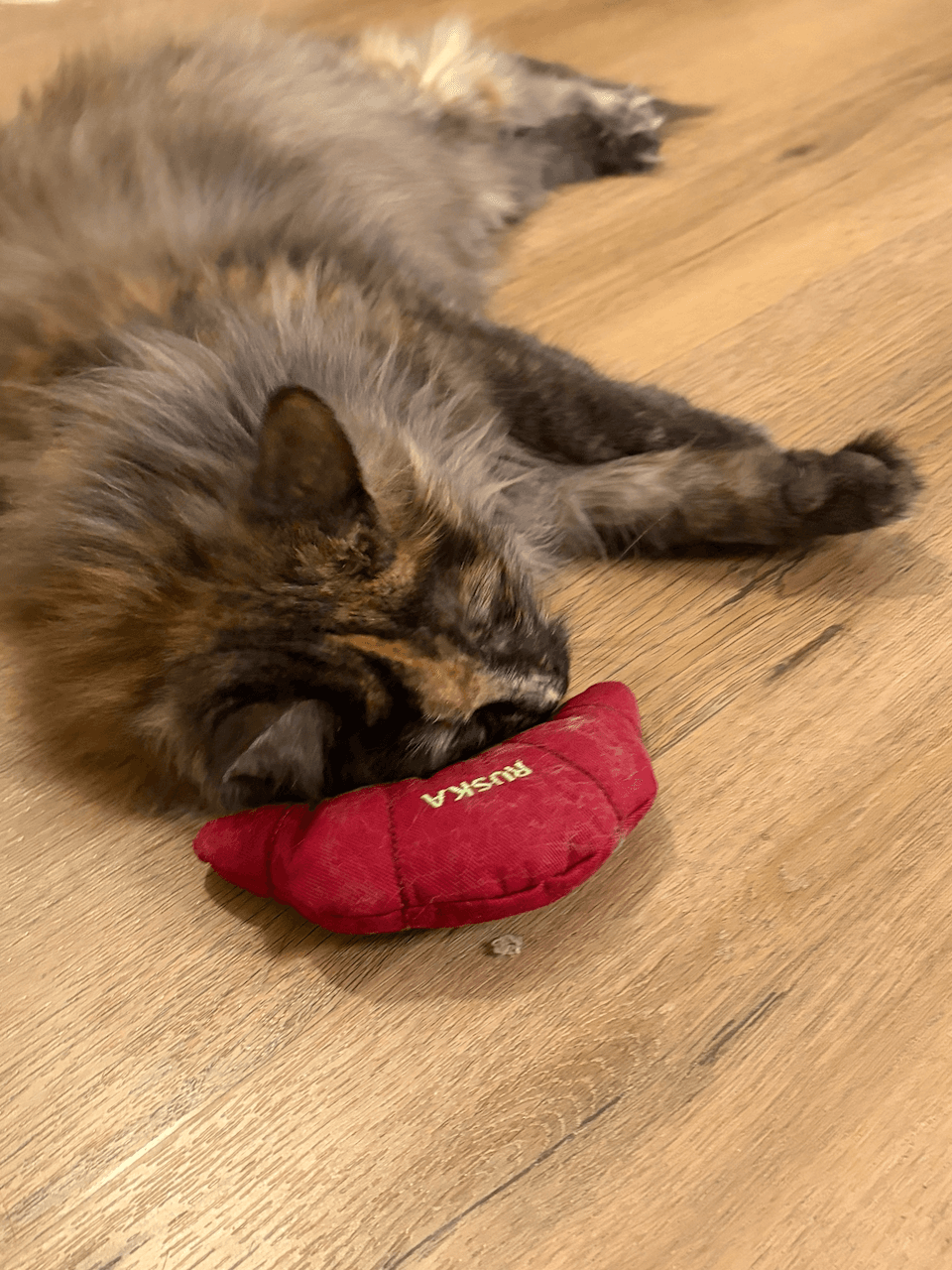 Cat parent with their cat